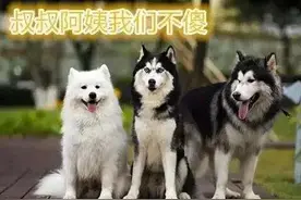 “雪橇三傻”到底谁最“傻”，快来看看你猜对了没图片