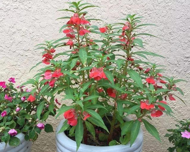 贝拉小蜜蜂草本身体乳