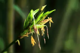 “竹子开花，马上搬家”，竹子开花难道真是“大灾变”的前兆？图片