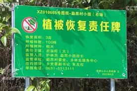 焦点访谈丨“谁破坏谁修复”！整治毁林种茶 守住绿水青山图片