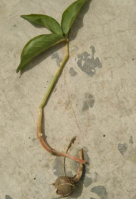 高温高湿病害多侵染半夏常见病害症状及防治方案看这里