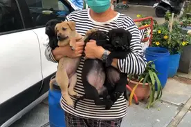 感动！小奶狗被人带走，狗妈妈苦寻2天，步行7千米上门讨要孩子图片
