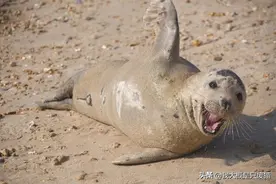超级好客的野生海豹，为搭便车不惜眯眼灿笑，游客自发组织保护队图片