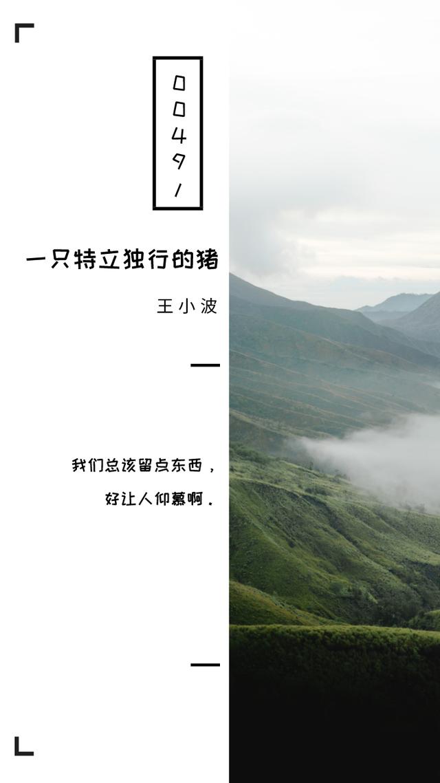 猪的经典句子有哪些（一只特立独行的猪十句经典句子）