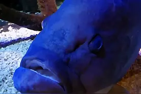 石斑鱼吃光同水缸“室友”，宠物店老板一生气，把它送给了水族馆图片