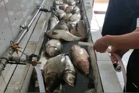 河南持续高温学校湖泊干涸，大量湖鱼被暴晒成鱼干，学生：捞了200斤图片