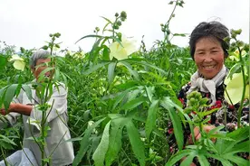 这种中药你认识么，蒙阴这里开始采摘了！图片