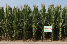玉米怎样种植才不会倒伏？做好这几点就可以，你了解吗？图片