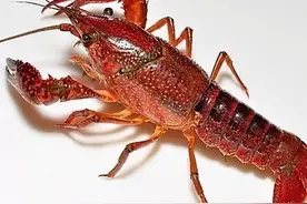 混得最惨的入侵生物——小龙虾，你压根就不该来中国图片