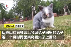 郑州伏羲山上空数十只老鹰盘旋，山顶牧场上百只兔子离奇丢失图片