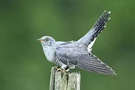 “残忍”的布谷鸟：借窝产子，让别的鸟养育后代，别的鸟没办法吗图片