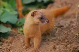 被称作“黄大仙”的黄鼠狼，到底有多厉害？为啥都不敢招惹它？图片