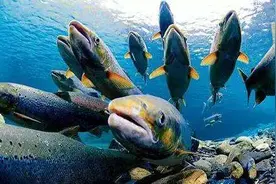 盘点地球上的那些天生的“跳远冠军”动物，原生动物也能跳跃图片