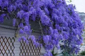 15种蓝色的花卉，有的开成花海，有的开成瀑布，有的四季开花不断图片