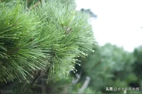 用这种添加剂喂猪，能提早20天出栏，还不用花钱农村到处都是图片