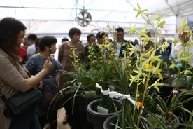 西安植物园举行兰花展图片