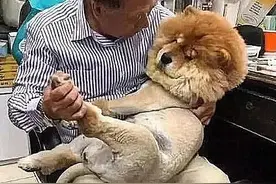 狗狗毛被剃掉，情绪很难过，爷爷抱起来安慰，一头扎进怀里哭图片