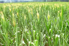 庄稼喷洒芸苔素，无论什么作物，5点禁忌要注意，效果才会好图片