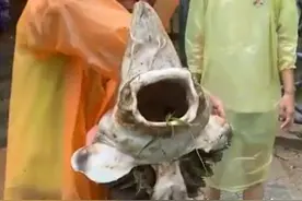 浙江500米高山惊现一米长怪鱼，嘴大能塞进拳头，网友：最好别碰图片