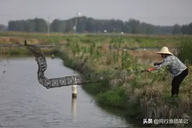 地笼里放什么诱饵最好？别到处找了，这六种诱饵就在眼皮子底下图片