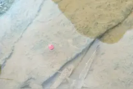 “趴地虎”入侵云南滇池，数量极多，因肉质鲜美附近居民捞起卖钱图片