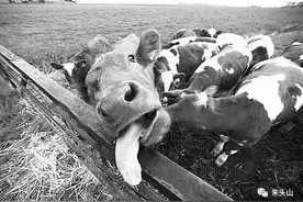 冠和疯牛病哪个更可怕图片