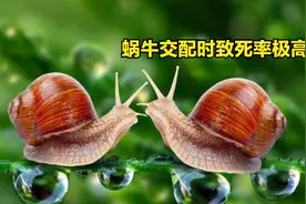 既是雌性，又是雄性！雌雄同体的动物怎么交配繁殖？图片