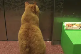 那只被赶出家门的橘猫，在主人的楼下，却等不到回家的电梯图片