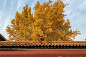 故宫半解之延禧宫为什么那么红图片