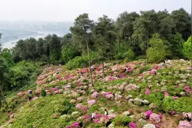 隐藏在南山上的杜鹃花海，出行提示来咯！图片