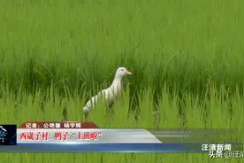 汪清镇西崴子村：鸭子“上班啦”图片