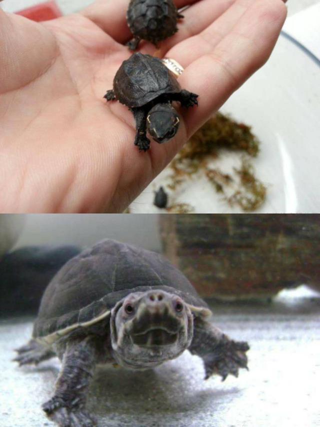 世界上体型娇小的五种迷你乌龟,不用放大境看会很着急的.