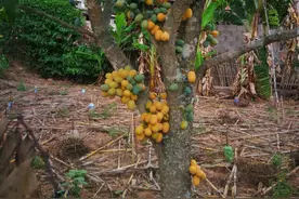 甜菜树？云南的甜菜不做糖？图片