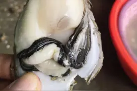 又到了吃生蚝的季节了图片