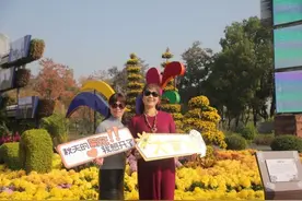 武汉赏菊最佳期到了！20个展区菊花全部盛开（附完整名单）图片
