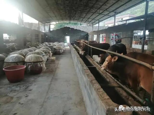 乳酸菌及其发酵饲料在动物生产中的应用效果表明品质稳定适口性好