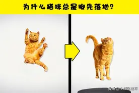 贴近生活，但大多数人没有去了解的6个疑问的有趣答案图片