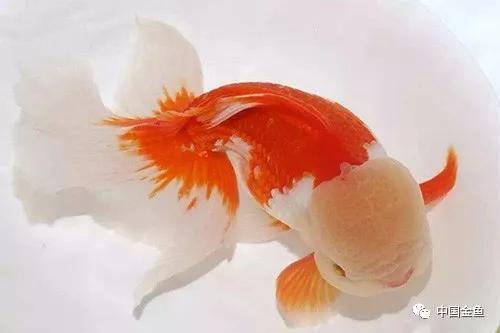 金鱼鱼鳞下面有血斑怎么办