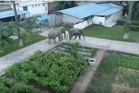 野象一家闯入边检站淡定“吃播”，不愧是“干饭象”图片