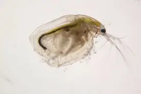 水蛛(水蚤)的高产培育：小苗最适口天然饵料，对水花育苗至关重要图片