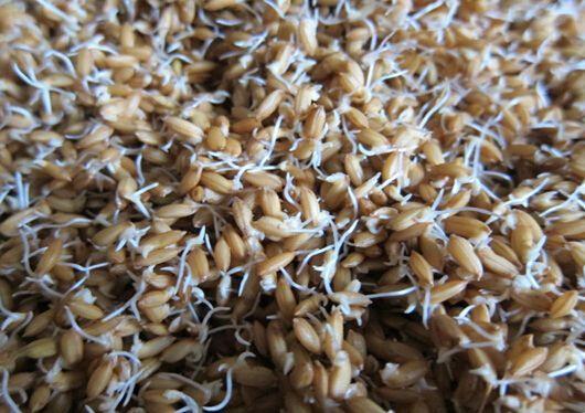 聚天门冬氨酸——氨基酸肥料中的王者