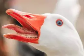 追鸡撵狗咬孩子！作为家禽界的扛把子，农村的大鹅到底害怕什么？图片