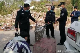 白狐“渡劫”受了个伤 误闯废墟中被民警救助图片