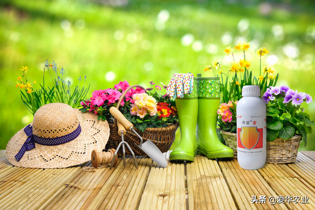 丹浓蜜使叶绿素猛增，产量与品质大幅提升（技术）