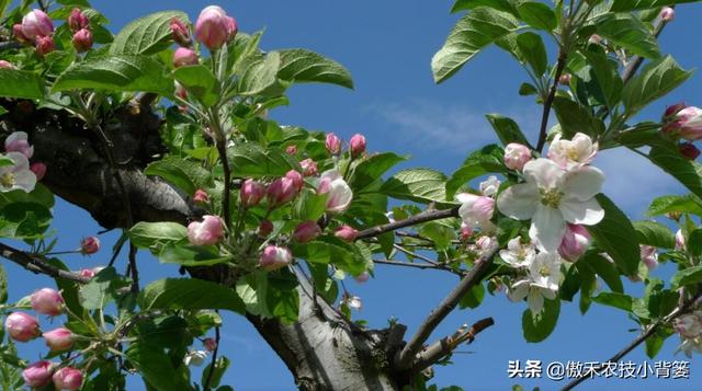 既是杀菌剂也是诱抗素，既有药效也有肥效——农用壳糖素不简单