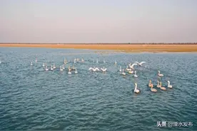 又上电视了！溧水“天鹅湖”是怎样炼成的？图片