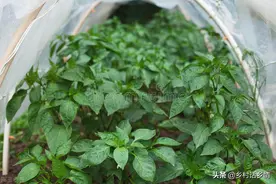 老菜农总结出来蔬菜移栽的4个小窍门，简单实用，增产效果好图片