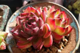 这世上怎么会有如此可爱的植物呢？因为有你所以人间值得图片