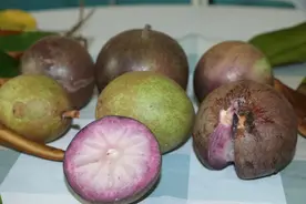 植物大观园|“内蕴星辰”的“两面派”—金星果图片