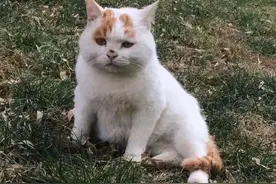 你还记得那只满脸“委屈”的小猫吗？它被领养了，还住上了大别墅图片